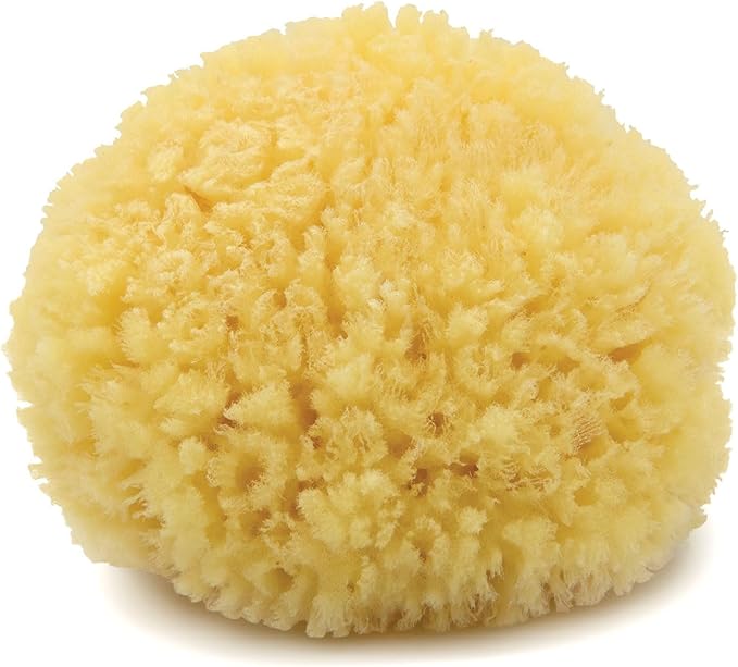 Neptune Caribbean Sea Sponge, Medium, Approx. 5-6 inches