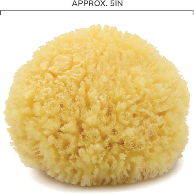 Neptune Caribbean Sea Sponge, Medium, Approx. 5-6 inches