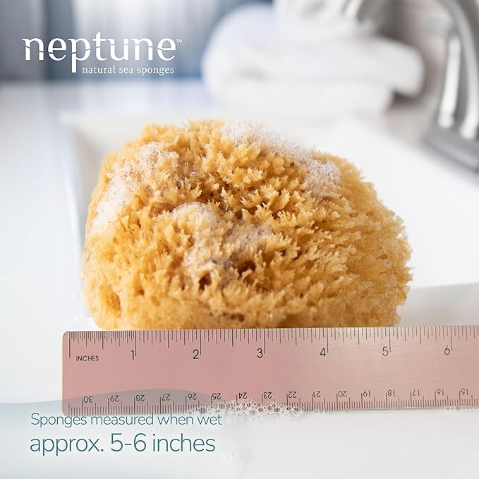 Neptune Caribbean Sea Sponge, Medium, Approx. 5-6 inches