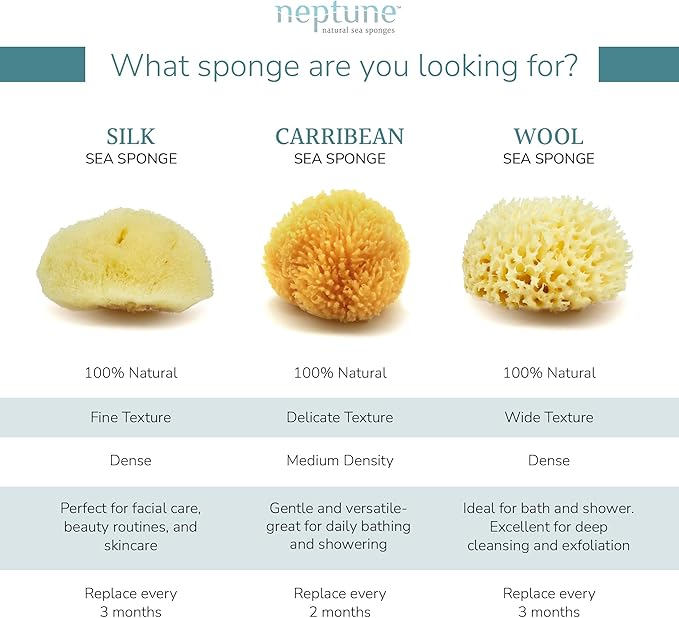Neptune Caribbean Sea Sponge, Medium, Approx. 5-6 inches