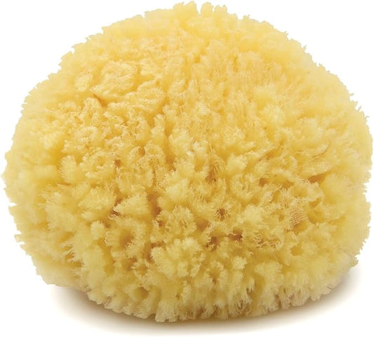 Neptune Caribbean Sea Sponge, Medium, Approx. 5-6 inches