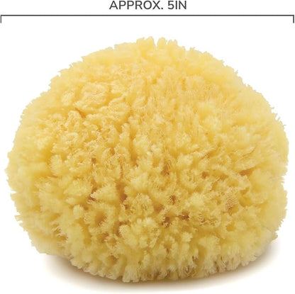 Neptune Caribbean Sea Sponge, Medium, Approx. 5-6 inches
