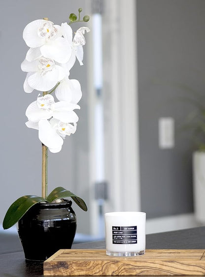 Lulu Candles | Sexy Man | Luxury Scented Soy Jar Candle | Hand Poured in The USA | Highly Scented & Long Lasting (9 Oz.)