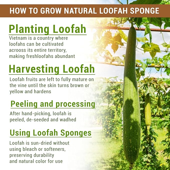 Natural Vietnamese Loofah Sponge, 100% Plant-Based Luffa Exfoliating Body Scrubber for Shower, Multi-Functional for Kitchen, Ideal for Men & Women, Spa & for Pet (Pack 4)